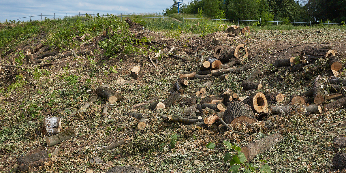 «Бой с тенью» по-владимирски, или Где в городе опять вырубают деревья