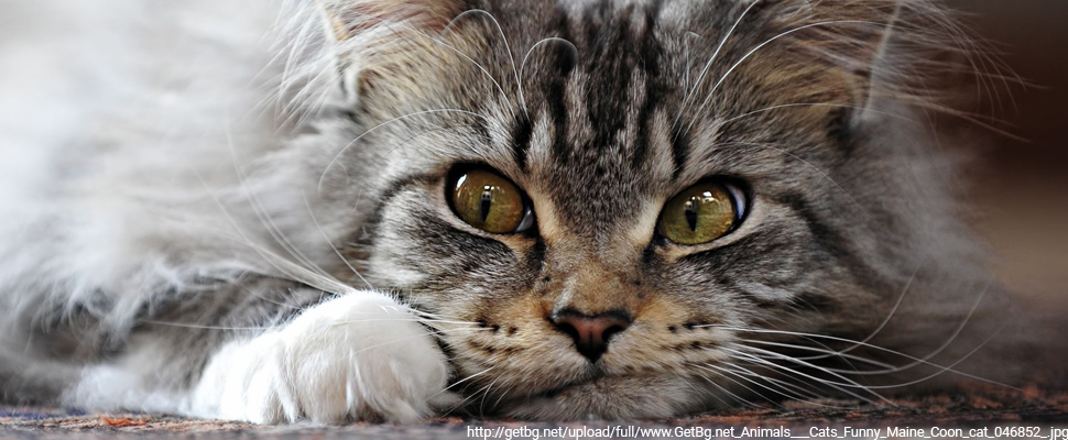 5 самых популярных пород кошек во Владимире