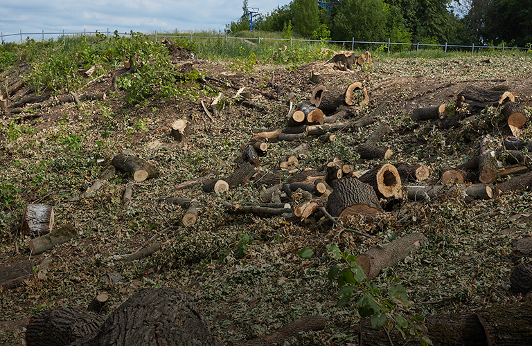 «Бой с тенью» по-владимирски, или Где в городе опять вырубают деревья