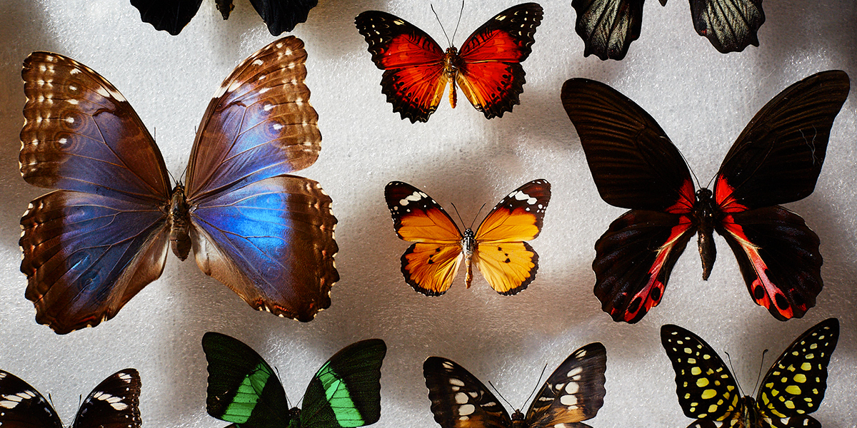 Юлия Титова: «Мечтаю собрать полную коллекцию владимирских ночных бабочек»