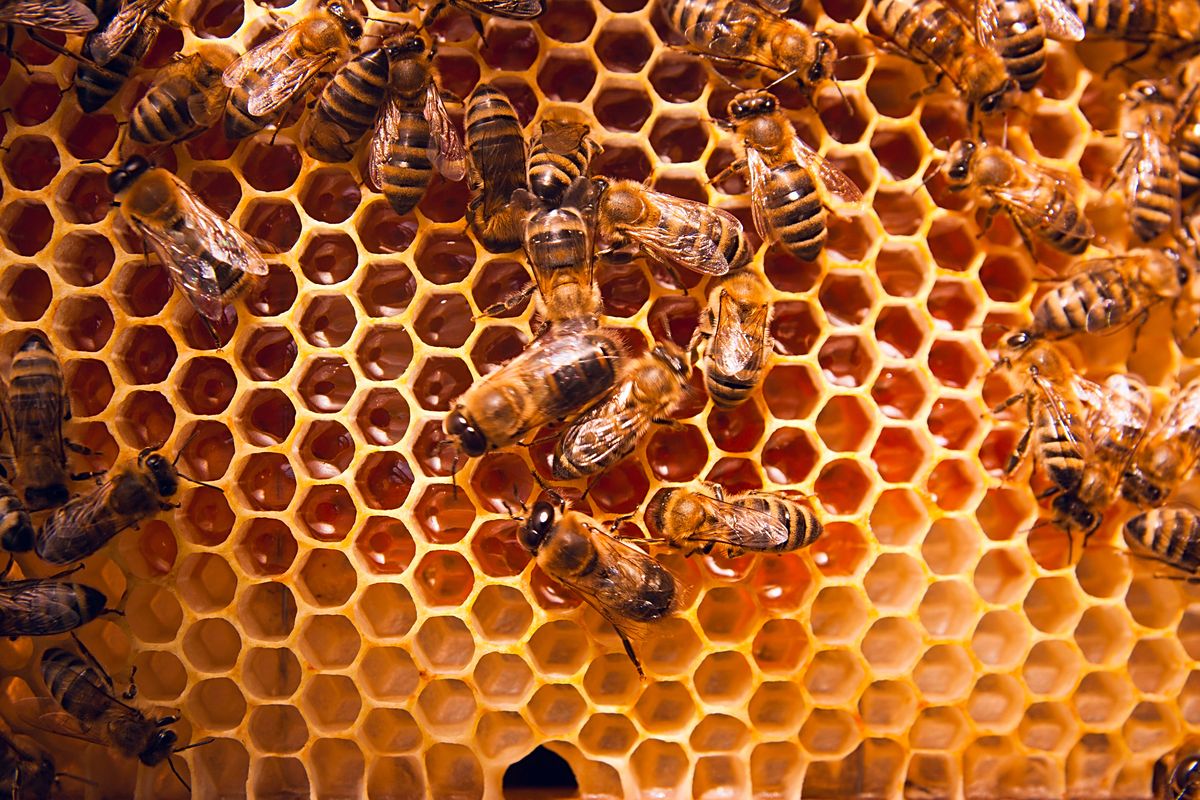 Жизнь на пасеке: философия суздальского пчеловода