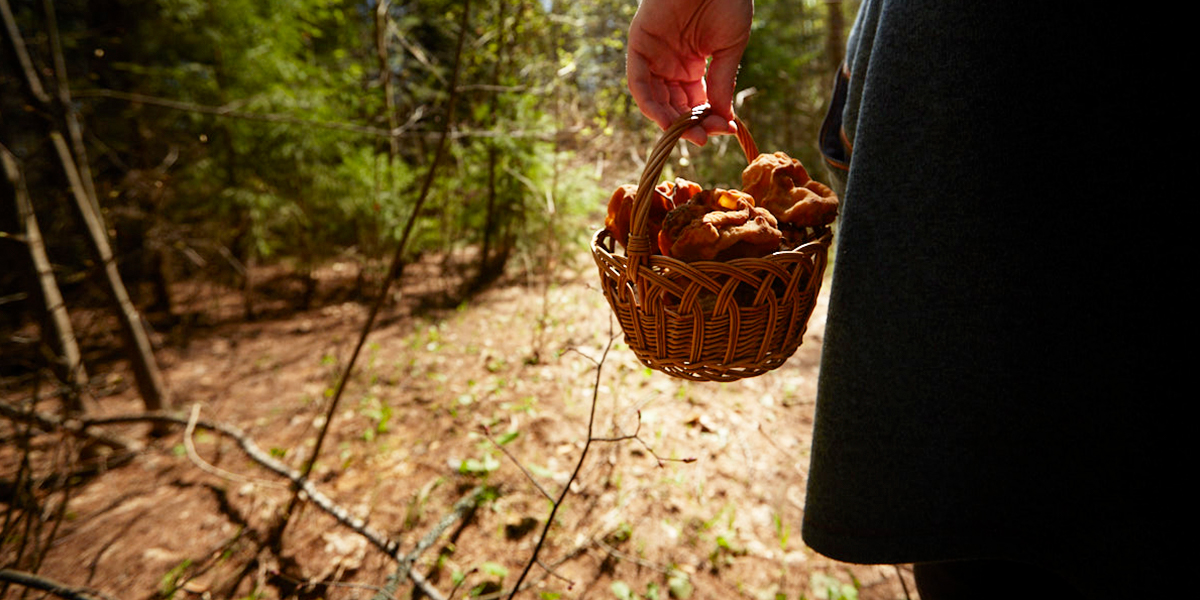 Королевские, краснокнижные, деликатесные: особенности владимирской тихой охоты