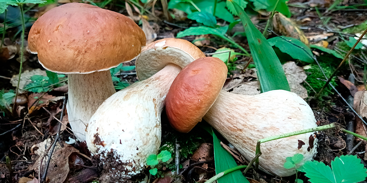 Белые наступают! Какие грибы пора собирать в лесах Владимирской области?