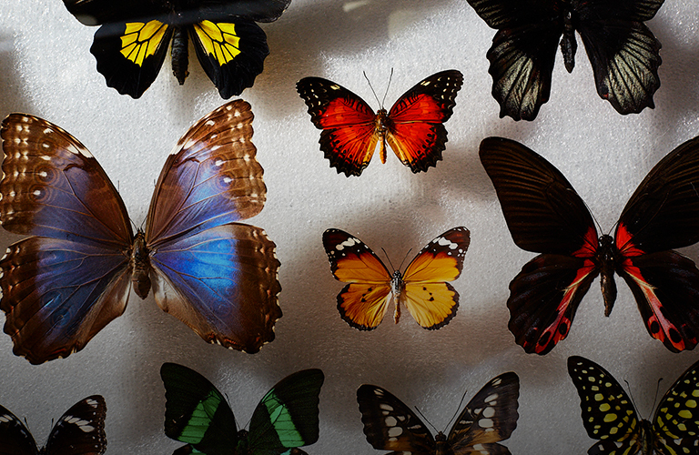 Юлия Титова: «Мечтаю собрать полную коллекцию владимирских ночных бабочек»