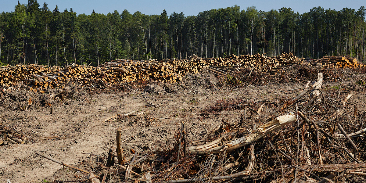 Вырубка леса в Юрьевце и «озаборивание» Старых садов — симптомы городского благоустройства