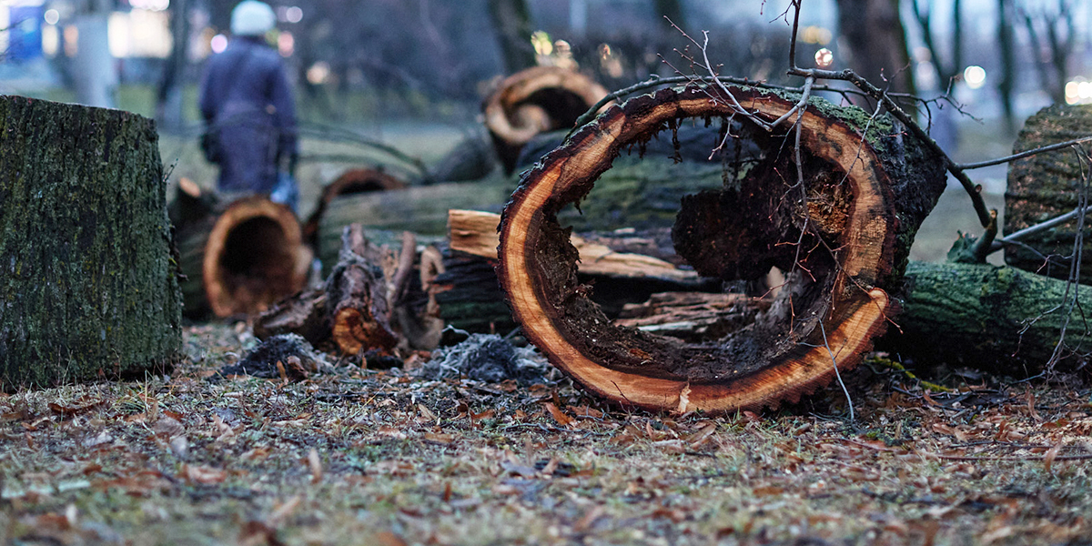 Спилить нельзя спасти. Разбираемся с экспертом, где ставить запятую в «зеленой» драме Владимира