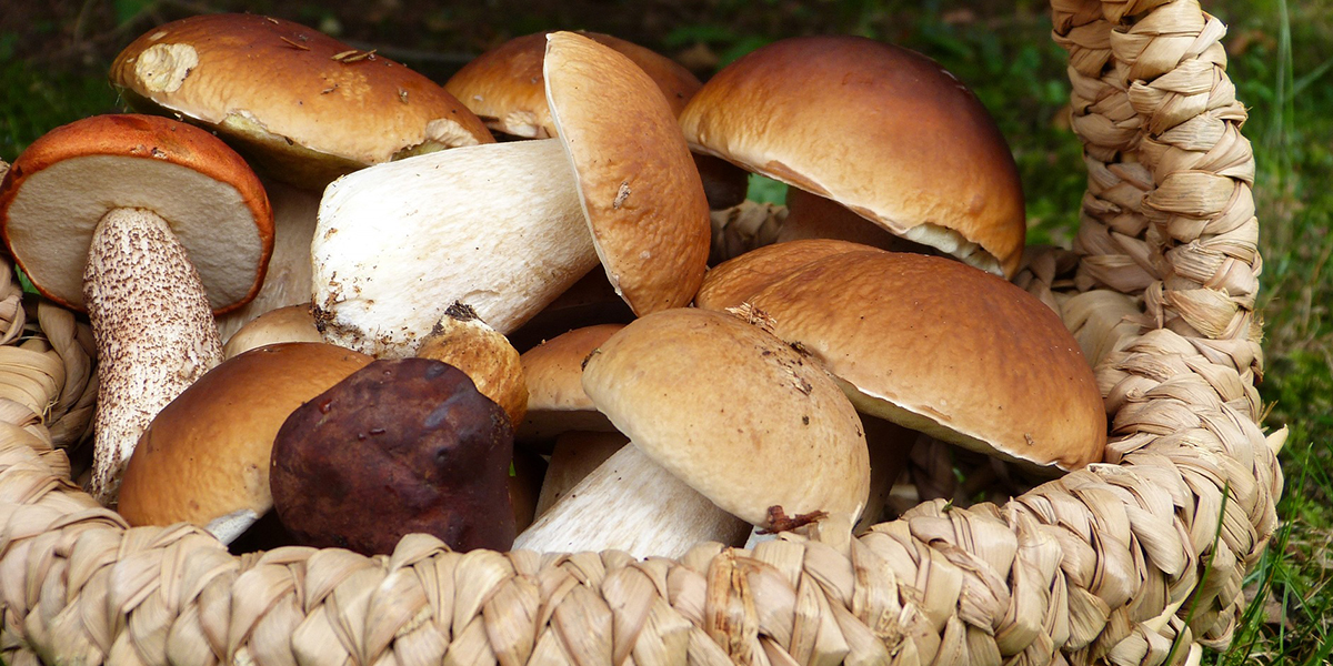 Тест: Съедобное - несъедобное? 12 вопросов для тех, кто ходит за грибами
