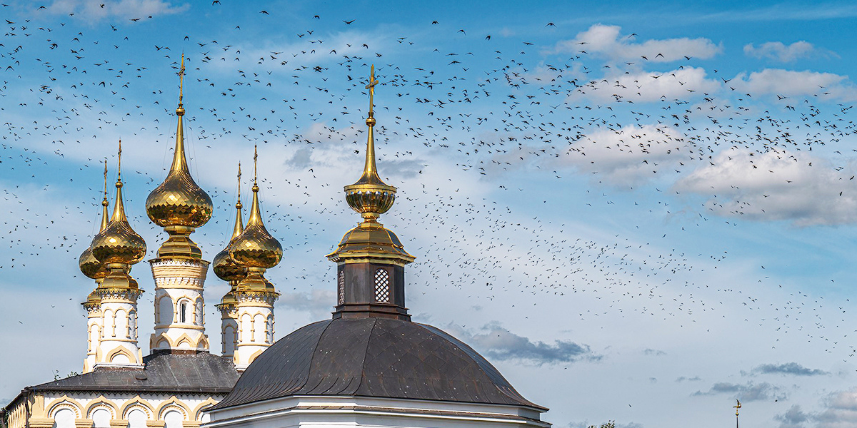 Шоу пернатых танцоров в предзакатном небе Суздаля, или Пойманный в объектив эффект мурмурации
