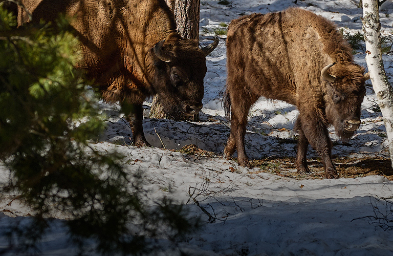 Зубры перешли черту. Дикие быки, чьи предки видели мамонтов, свободно гуляют по лесам региона