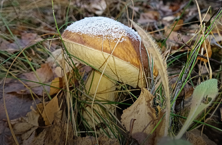 Белый 	под снегом. В 33-м регионе грибной сезон закрыли богатым урожаем