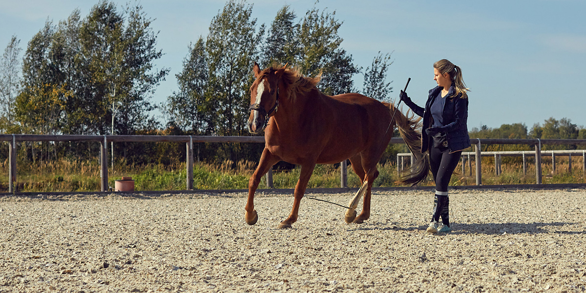Конный фитнес и психология: новаторский подход к владимирским лошадям
