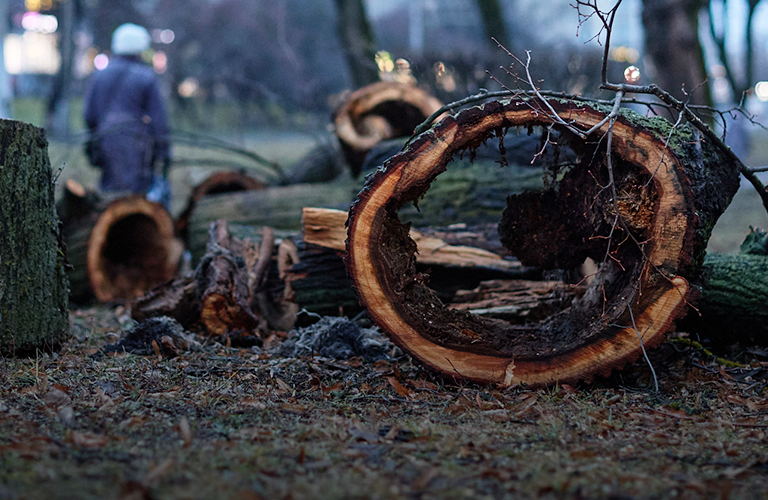 Спилить нельзя спасти. Разбираемся с экспертом, где ставить запятую в «зеленой» драме Владимира