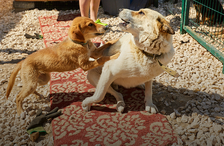 15 хвостов и море любви! Фоторепортаж из владимирского приюта для собак «Дорога добра»