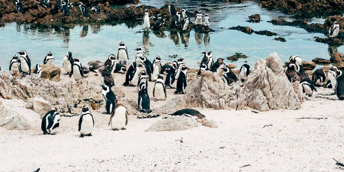 Сафари, африканские пингвины и трейл: 16-дневный тур владимирского маркетолога в ЮАР