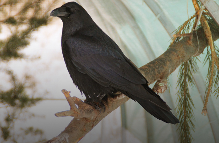 «Воронье гнездо», или Как в регионе работает Центр помощи диким птицам