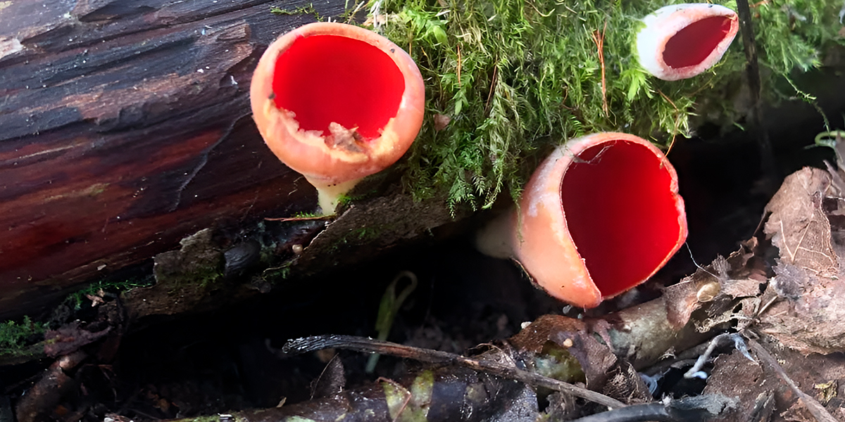 После дождичка, в четверг, или Тихие охотники 33-го региона открыли сезон раньше обычного