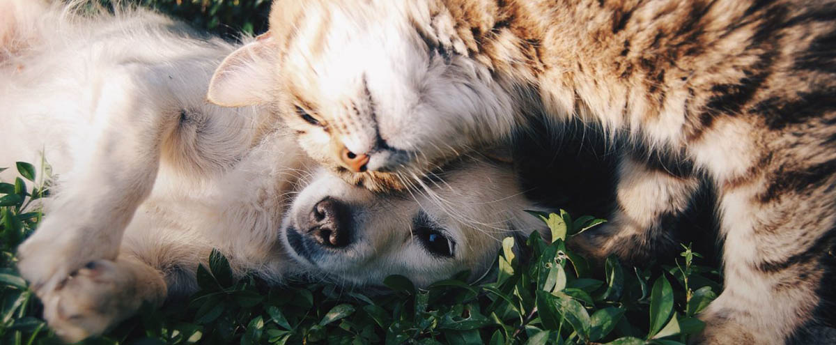 Кошки против собак: кого владимирцы любят больше?