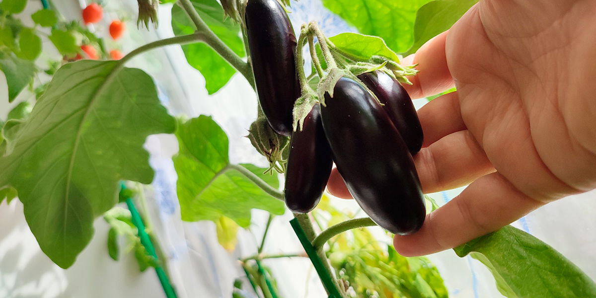 Дачные рекорды. В области вырастили тыкву под 200 кило и карликовые баклажаны