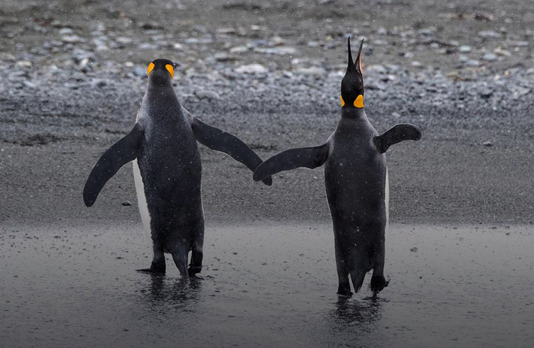 Найдите 5 пингвинов во Владимире