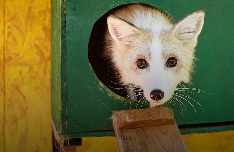 Рыжие сестрички во владимирских зоодомах, или Как местные волонтеры спасли двух лисиц