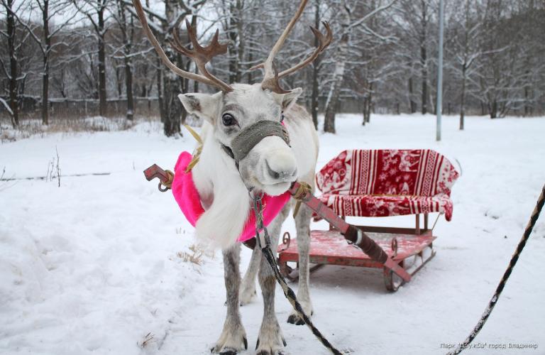 Новогодний квест «Там, на неведомых дорожках»