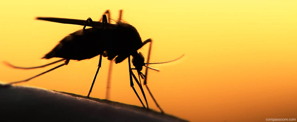 Испытано на себе: народные методы борьбы с укусами комара