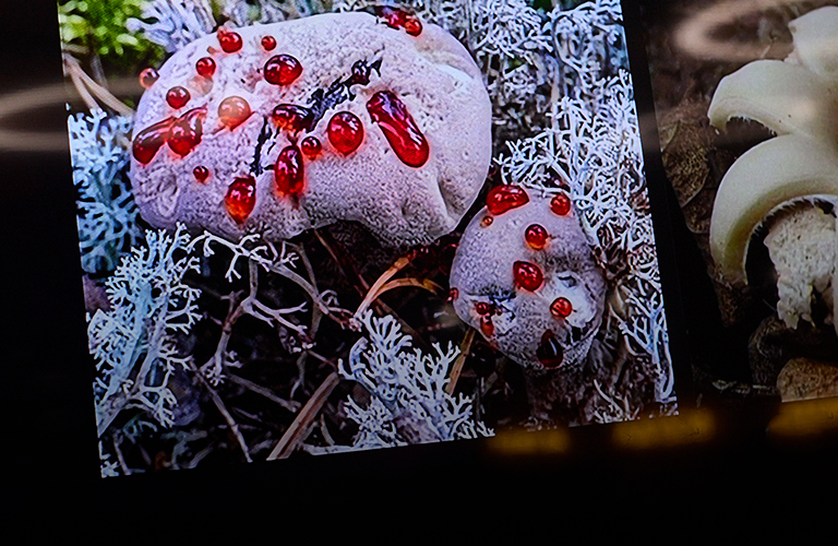 Голливуд по ним плачет! Владимирский биолог рассказал о роли грибов в кинематографе