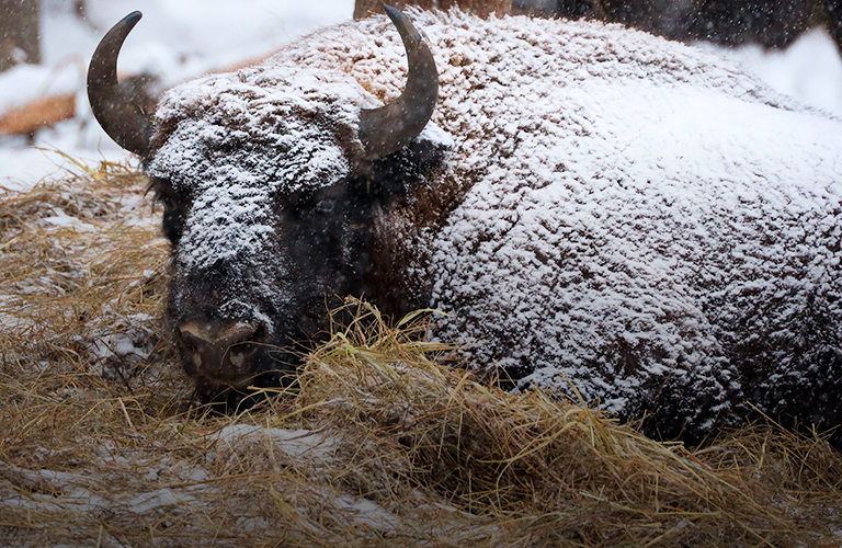 От зубров в лесу до неясыти во дворе: зрелищная добыча владимирских фотоохотников