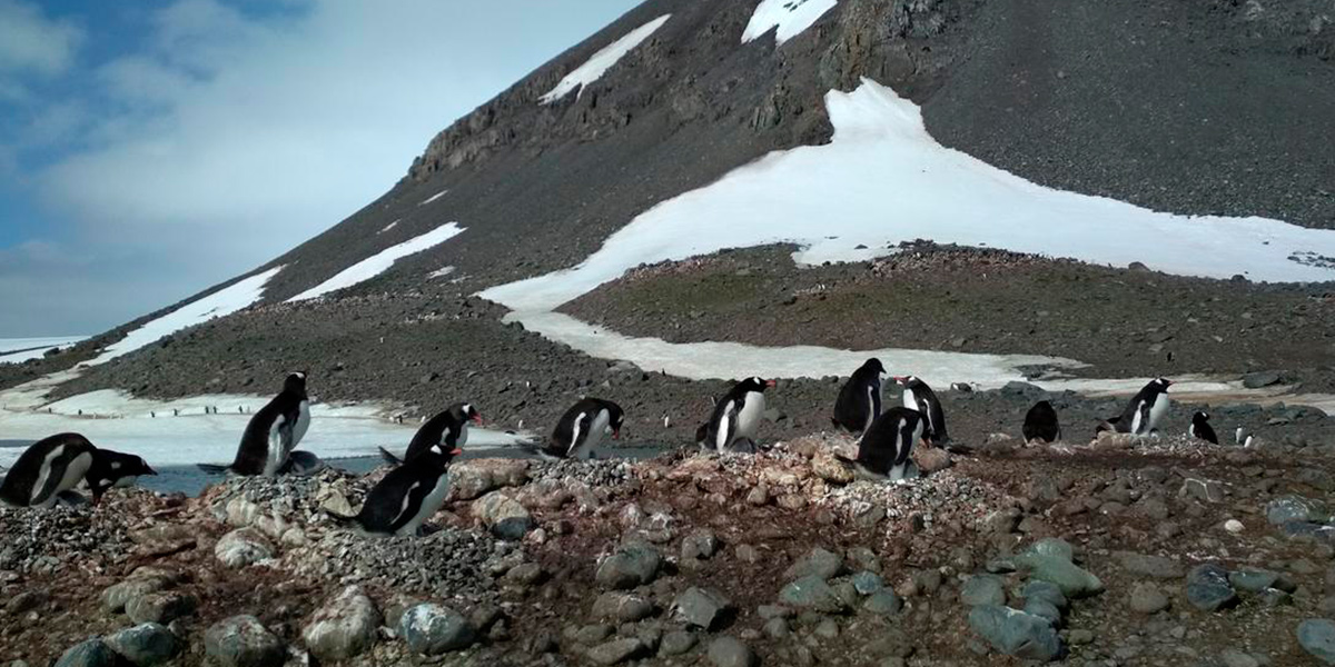 Найдите 5 пингвинов во Владимире