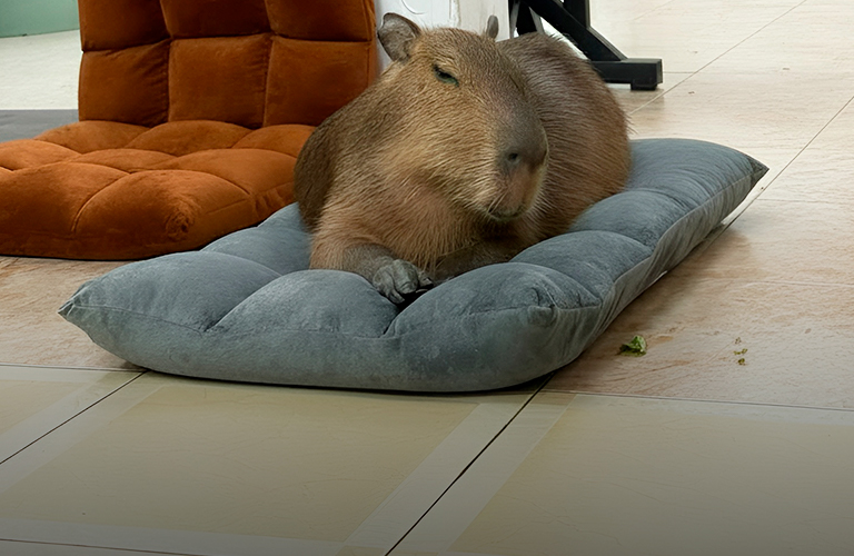 Вьетнам в несезон. Реставратор о кафе с капибарами, прогулках по лужам и адекватном прайсе