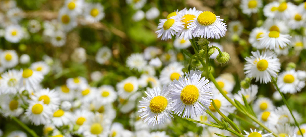 Знакомимся с природой в Городской библиотеке