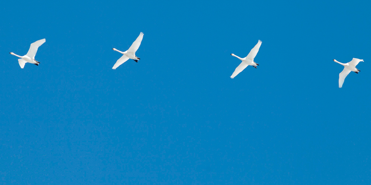 Стая белых лебедей и арктические воробьи в рейтинге эффектных снимков крылатых моделей