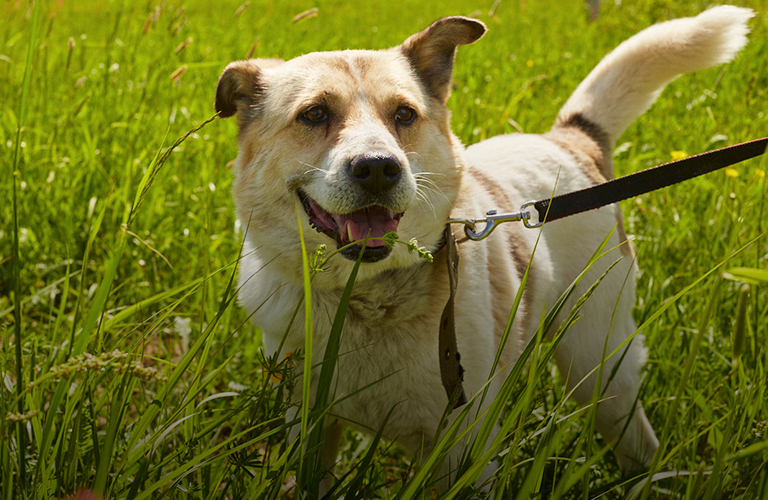 Первая собака-терапевт из приюта и перенесенное новоселье: последние новости от местных зоозащитников