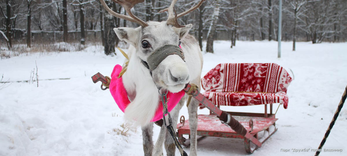 Новогодний квест «Там, на неведомых дорожках»