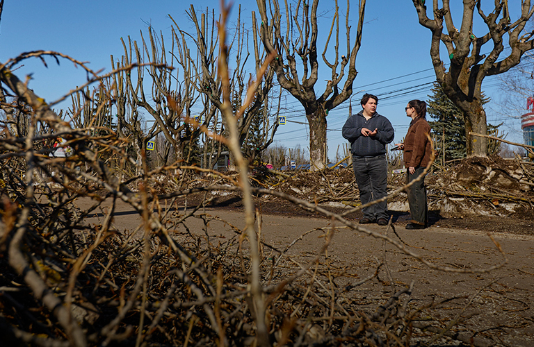 Омолодили или изуродовали? Дендролог о массовой обрезке деревьев в Добром
