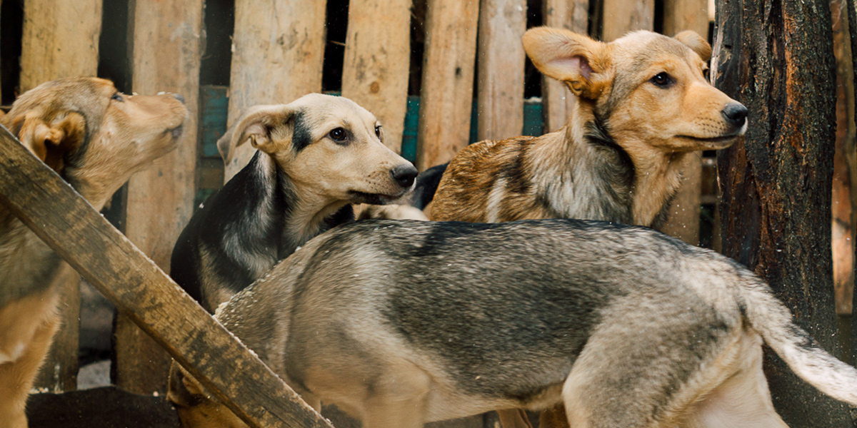 Владимирцы могут помочь «Дому северной собаки» и другим приютам для животных
