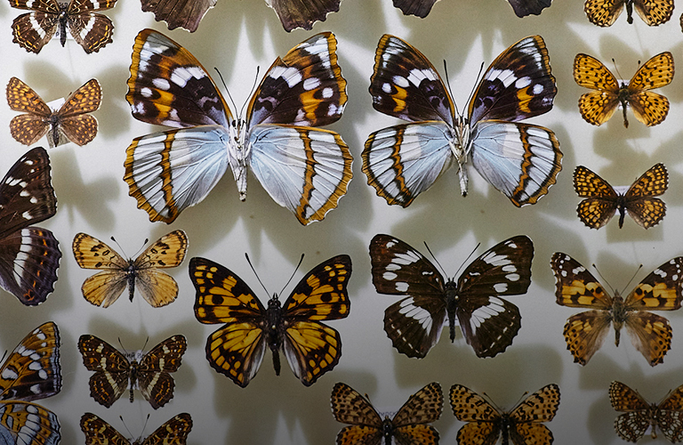 Уникальная коллекция насекомых: владимирский биолог собрал четыре тысячи экземпляров бабочек и жуков