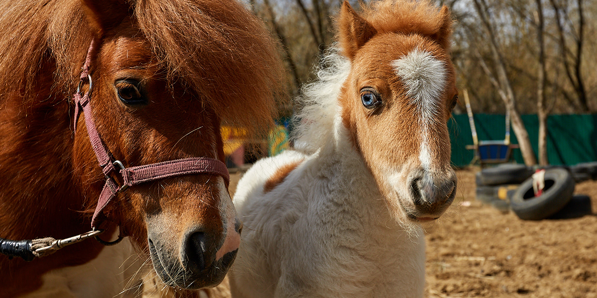 «Я — маленькая лошадка», или Как живется мини-пони во Владимире