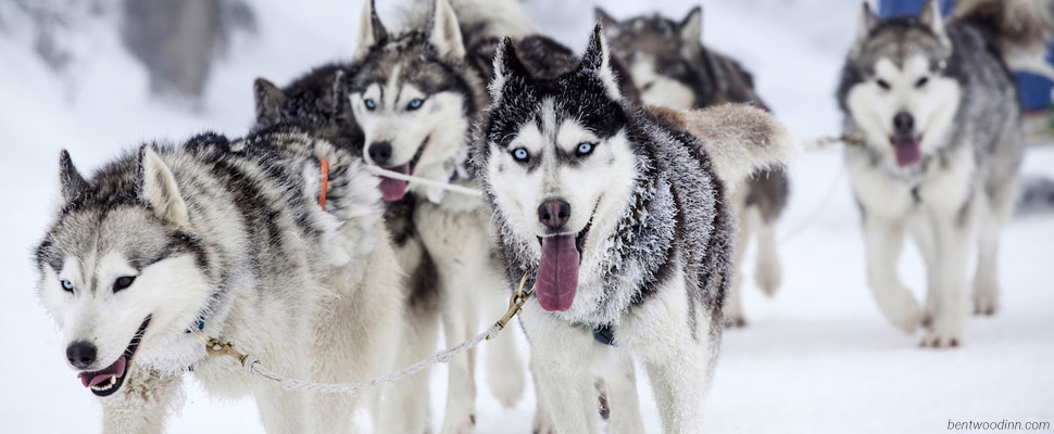 Развлечения зимы:^ гонки на собачьих упряжках