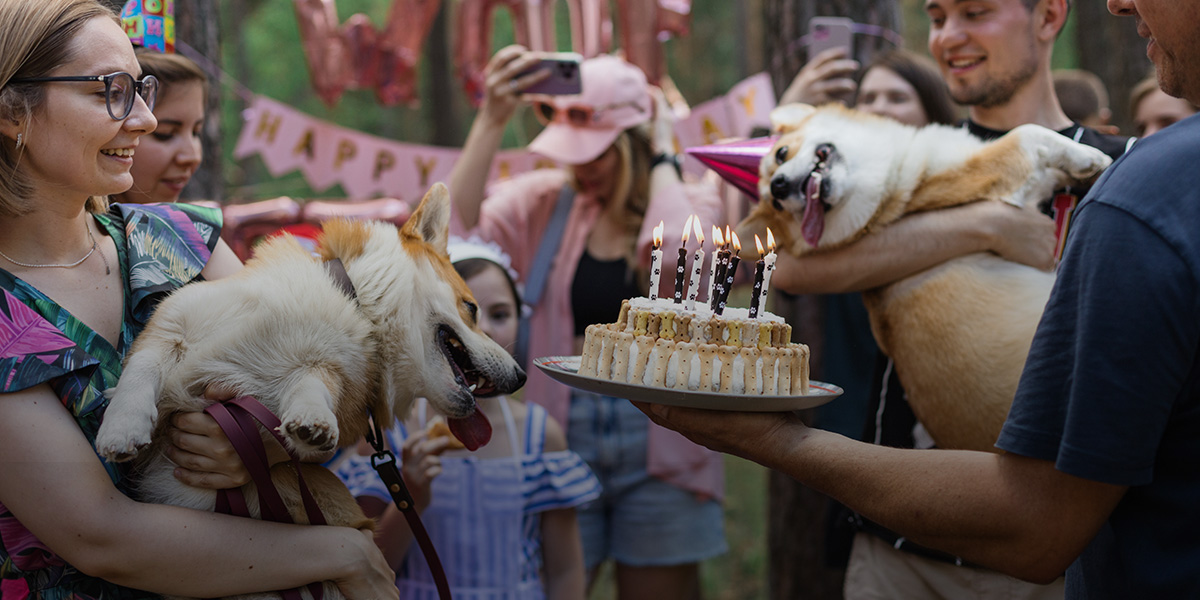 Собачья birthday party: 40 «коржей» на красной ковровой дорожке