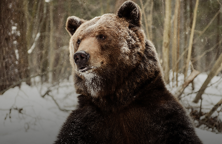 Обнимашки с медведем и лисой: кто еще позировал владимирцам на камеру?