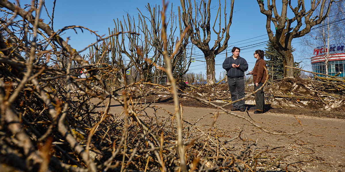 Омолодили или изуродовали? Дендролог о массовой обрезке деревьев в Добром