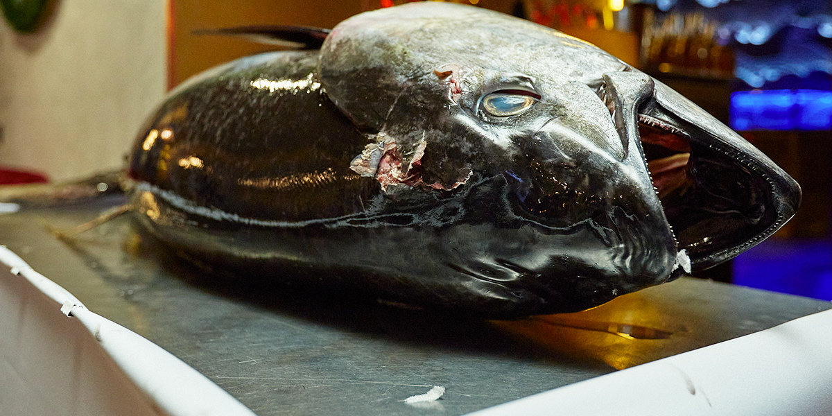 Вечер тунца в «Кабуки 2.0»: гастрошоу, живой вокал и деликатес прямиком из вод Индийского океана