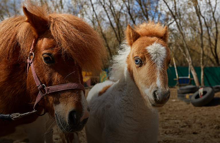 «Я — маленькая лошадка», или Как живется мини-пони во Владимире