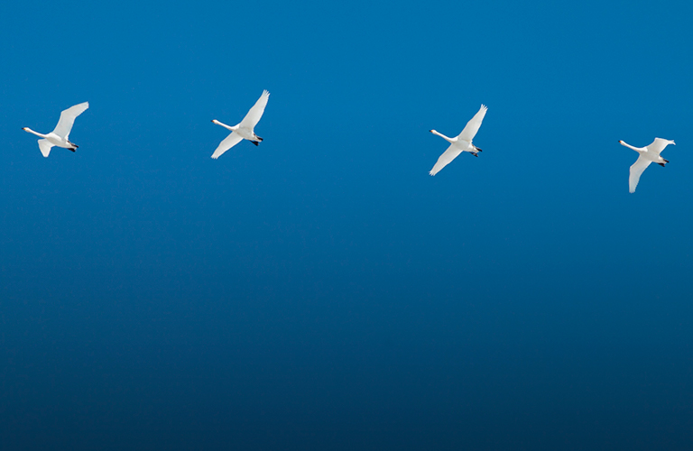 Стая белых лебедей и арктические воробьи в рейтинге эффектных снимков крылатых моделей