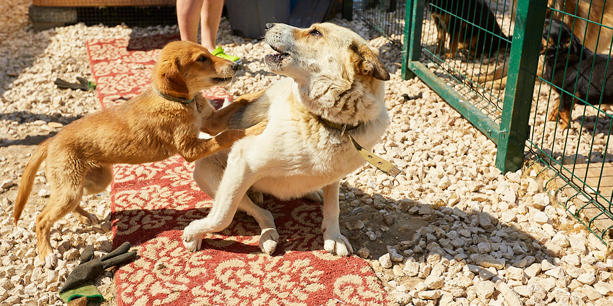 15 хвостов и море любви! Фоторепортаж из владимирского приюта для собак «Дорога добра»