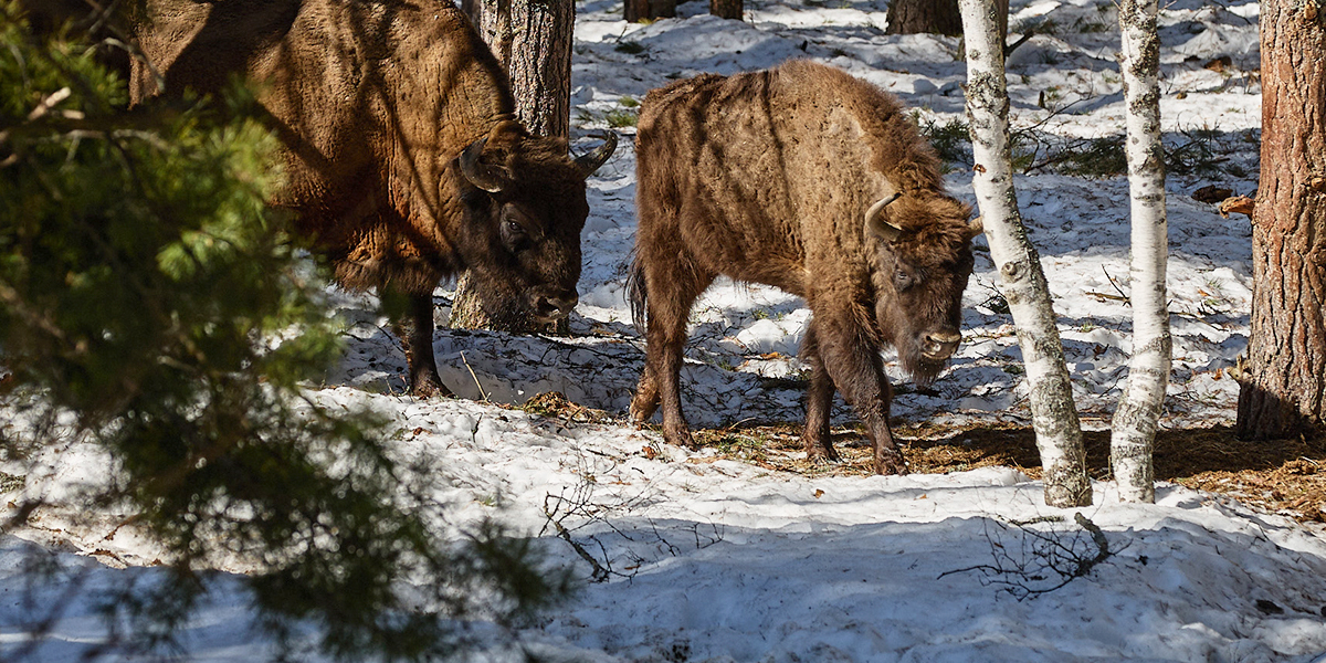 Зубры перешли черту. Дикие быки, чьи предки видели мамонтов, свободно гуляют по лесам региона