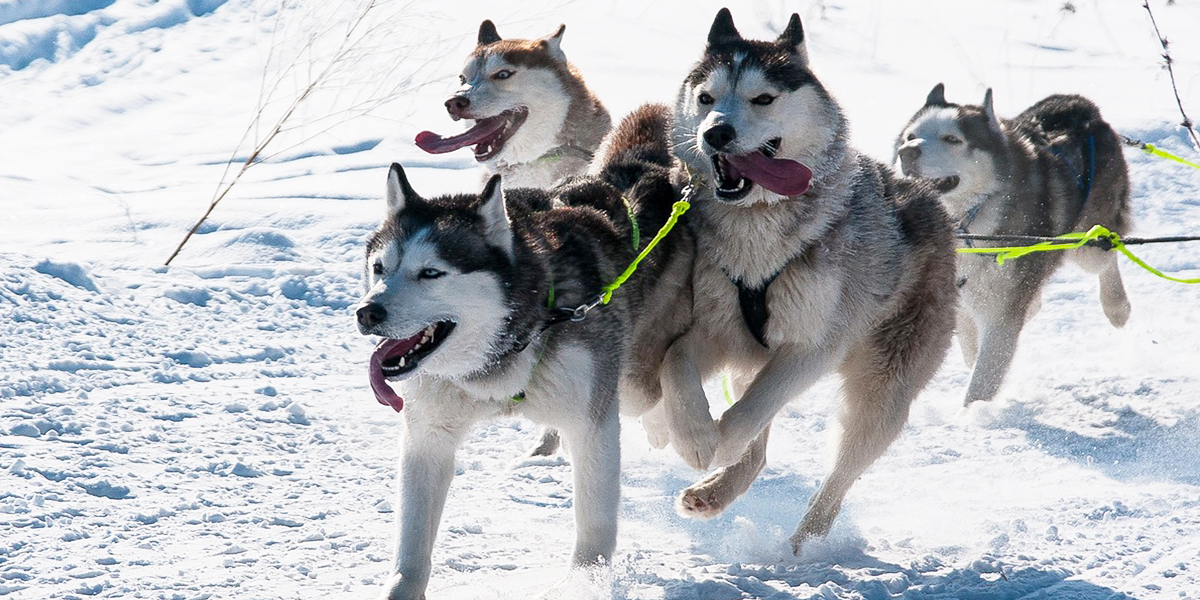 «Холодные игры», или Гонки на собачьих упряжках по растаявшему снегу