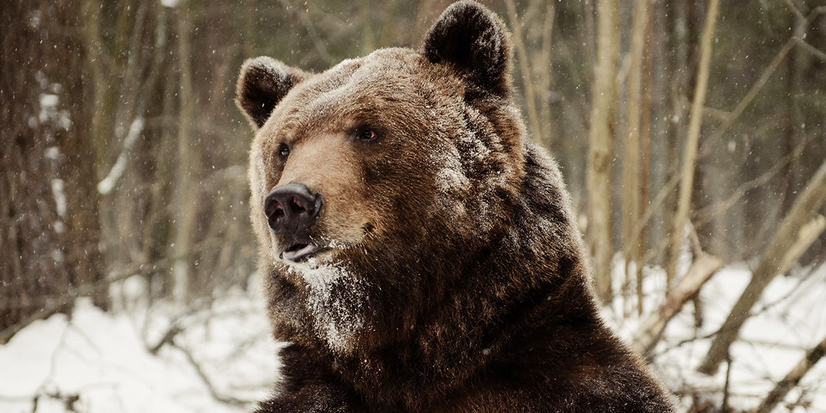 Обнимашки с медведем и лисой: кто еще позировал владимирцам на камеру?