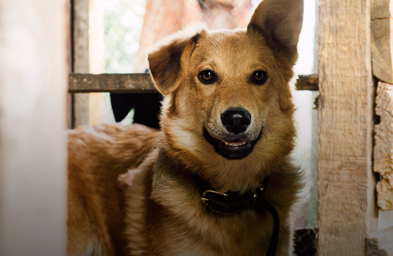 Помощь в «два клика»: как изменить к лучшему жизнь приютов для животных 33-го региона